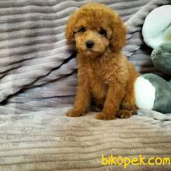 !! YİLBASİNA ÖZEL !!  İNDİRİMLİ !!! Red Toy Poodle Yavrulari 4