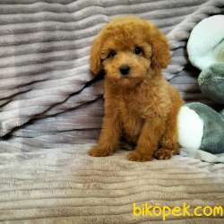 !! YİLBASİNA ÖZEL !!  İNDİRİMLİ !!! Red Toy Poodle Yavrulari 3