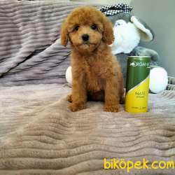 !! YİLBASİNA ÖZEL !!  İNDİRİMLİ !!! Red Toy Poodle Yavrulari 1