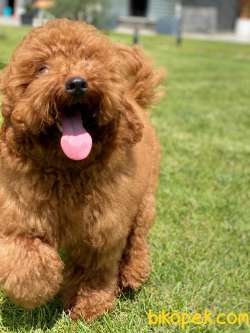 Yok Böylesi!!!! A Kalite Gerçek Red Poodle Yavrusu 3