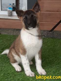 YOK BÖYLESİ AMERİCAN AKITA YAVRULARI 4