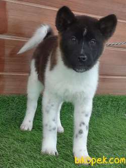 YOK BÖYLESİ AMERİCAN AKITA YAVRULARI 3