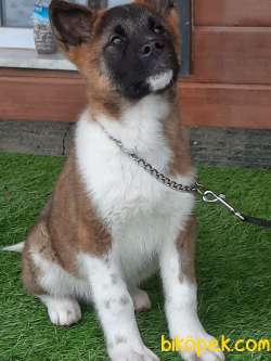 YOK BÖYLESİ AMERİCAN AKITA YAVRULARI 5