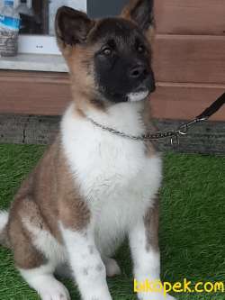 YOK BÖYLESİ AMERİCAN AKITA YAVRULARI 2