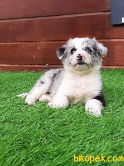 YOK BOYLESİ BORDER COLLİ YAVRULARI BLUE MERLE 4