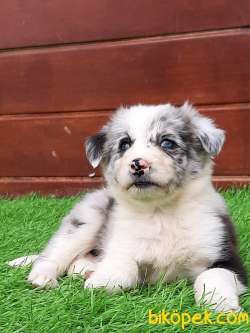 YOK BOYLESİ BORDER COLLİ YAVRULARI BLUE MERLE 3