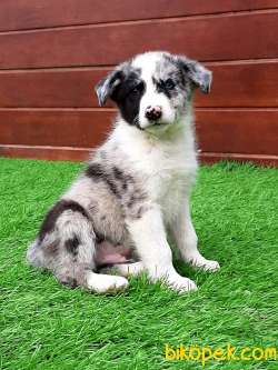 YOK BOYLESİ BORDER COLLİ YAVRULARI BLUE MERLE 1
