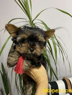 Yorkshier Terrier Yavrum 2