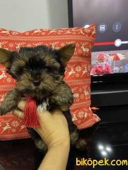 Yorkshier Terrier Yavrum 3