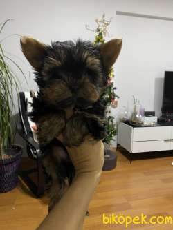 Yorkshier Terrier Yavrum 1