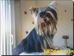 Yorkshire Terrier 0 Numara 3