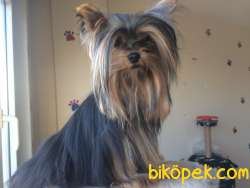Yorkshire Terrier 0 Numara 2