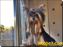Yorkshire Terrier 0 Numara 1