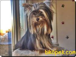Yorkshire Terrier 0 Numara 4