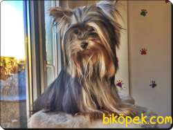 Yorkshire Terrier 0 Numara 5