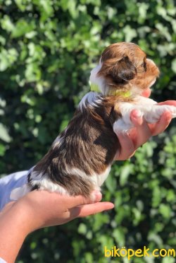 Yorkshire Terrier 3