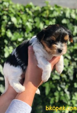 Yorkshire Terrier 1