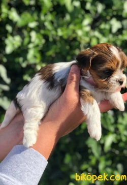 Yorkshire Terrier 5
