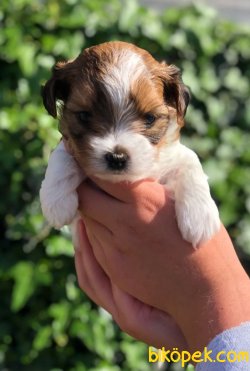 Yorkshire Terrier 2