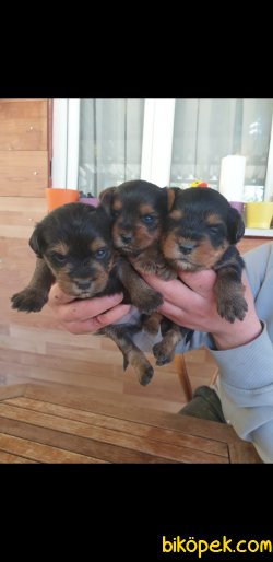 Yorkshire Terrier 2