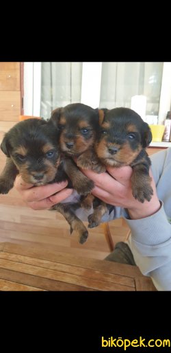 Yorkshire Terrier 1