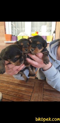 Yorkshire Terrier 3