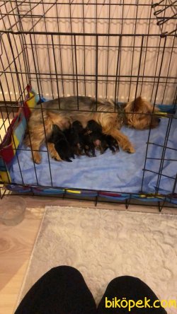 Yorkshire Terrier 1
