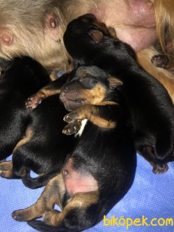 Yorkshire Terrier 2