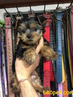 Yorkshire Terrier 2