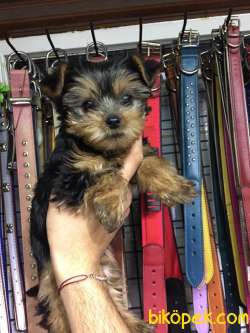 Yorkshire Terrier 3