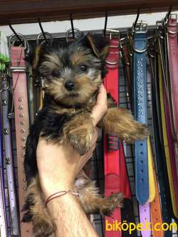 Yorkshire Terrier 1