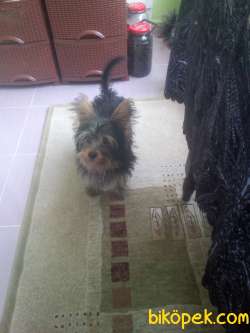 Yorkshire Terrier 4