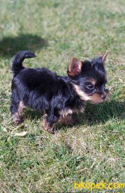 Yorkshire Terrier 4