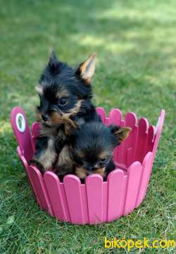Yorkshire Terrier 5
