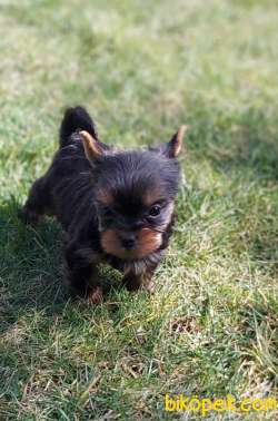 Yorkshire Terrier 2