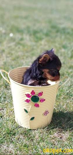 Yorkshire Terrier 3