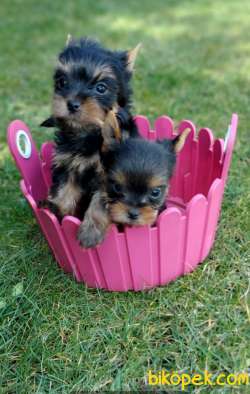 Yorkshire Terrier 1
