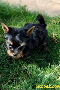 Yorkshire Terrier 4