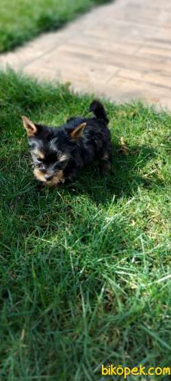 Yorkshire Terrier 5
