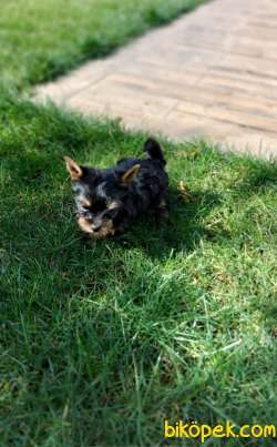 Yorkshire Terrier 4