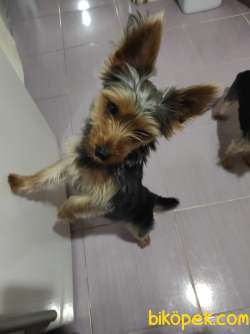 Yorkshire   Terrier 1