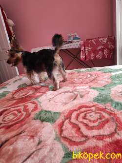 Yorkshire   Terrier 4