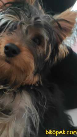 Yorkshire   Terrier 2