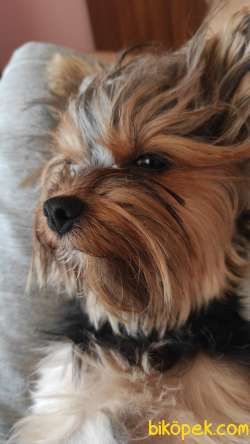 Yorkshire   Terrier 3
