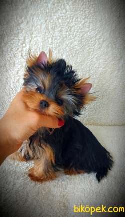 Yorkshire Terrier Bebekler FCİ KİF Şecere Belgeli 3