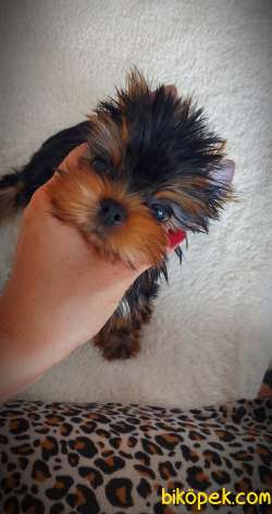 Yorkshire Terrier Bebekler FCİ KİF Şecere Belgeli 4