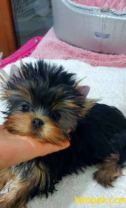 Yorkshire Terrier Bebekler FCİ KİF Şecere Belgeli 2