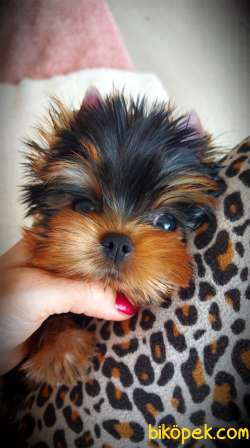 Yorkshire Terrier Bebekler FCİ KİF Şecere Belgeli 1