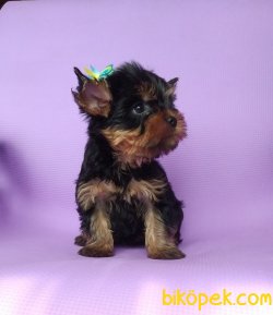 Yorkshire Terrier Bebeklerimiz T Cup Orjinal 2