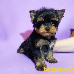 Yorkshire Terrier Bebeklerimiz T Cup Orjinal 3